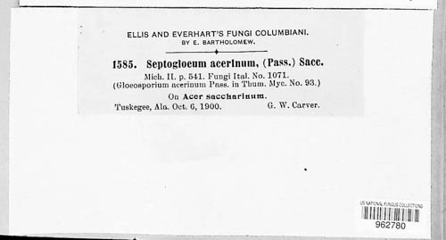 Diplodina acerina image